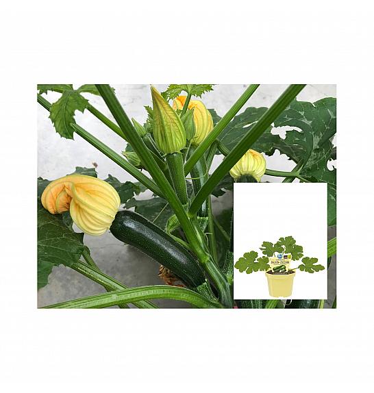 Cucurbita pepo convar. giromontiina; Zucchini; Ø12;700660;BLU
