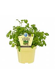 Coriandrum sativum; Koriander; Ø12;700150;BLU