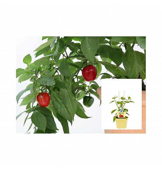 Capsicum pubescens Rocoto Red; Grmasti čili; Ø12;700042;BLU