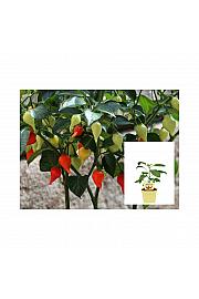 Capsicum chinense; Kapljičasti čili; Ø12;690020;BLU