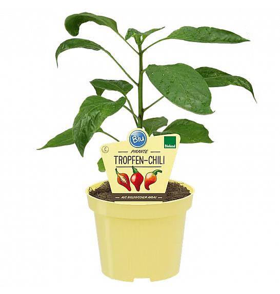 Capsicum chinense; Kapljičasti čili; Ø12;690020;BLU