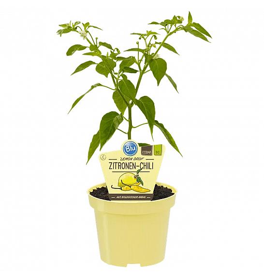 Capsicum baccatum Lemon Drop; Limonski čili; Ø12;700052;BLU