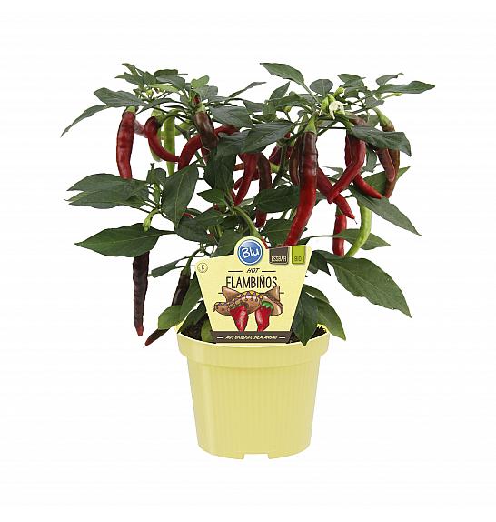 Capsicum annuum; Čili Flambinos; Ø12;700178;BLU