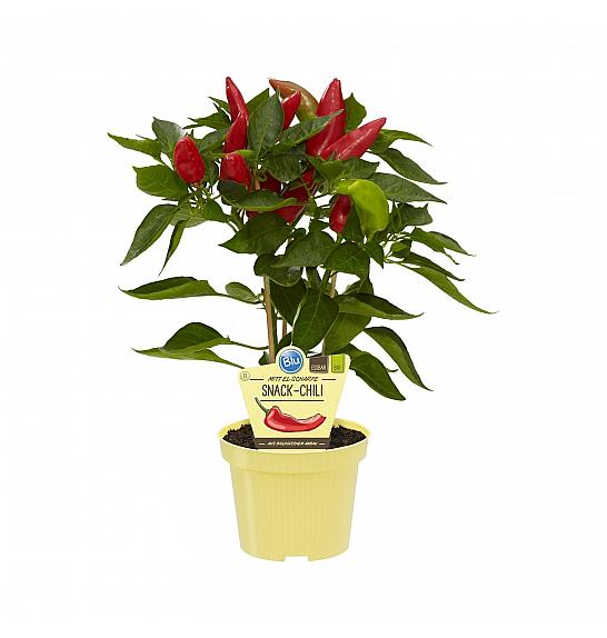 Capsicum annuum; Pekoči čili; Ø12;700088;BLU