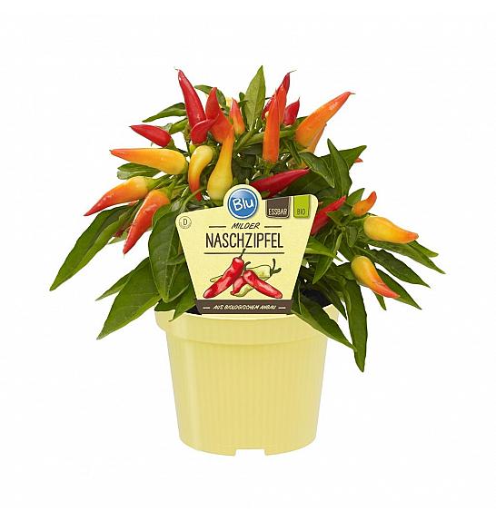 Capsicum annuum; Sladka paprika; Ø12;700087;BLU