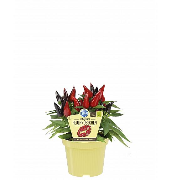 Capsicum annuum; Pekoča paprika; Ø12;700086;BLU