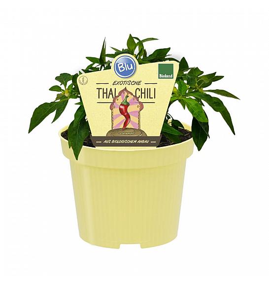 Capsicum annuum; Tajski čili; Ø12;690030;BLU