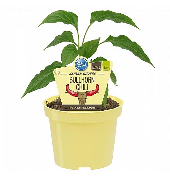 Capsicum annuum Panama; Bullhorn-čili; Ø12;700764;BLU