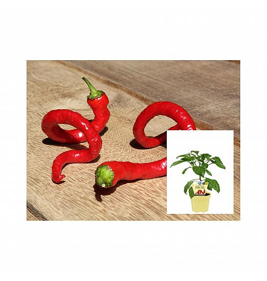 Capsicum annuum Milder Spiral; Spiralni čili; Ø12;700175;BLU