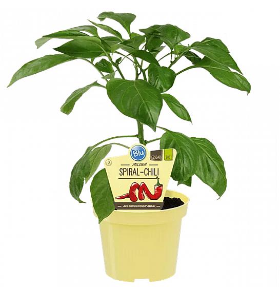Capsicum annuum Milder Spiral; Spiralni čili; Ø12;700175;BLU
