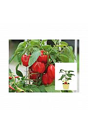Capsicum annuum Midired; Rdeča paprika- Midi Red; Ø12;700219;BLU