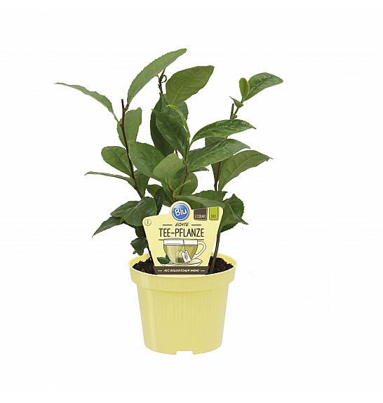 Camellia sinensis G ; Pravi čaj; Ø12;700440;BLU