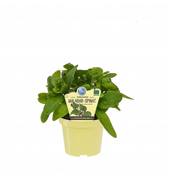 Basella alba var. Rubra; Malabarska špinača; Ø12;708009;BLU