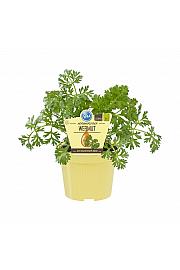 Artemisia absinthium; Pelin; Ø12;700788;BLU