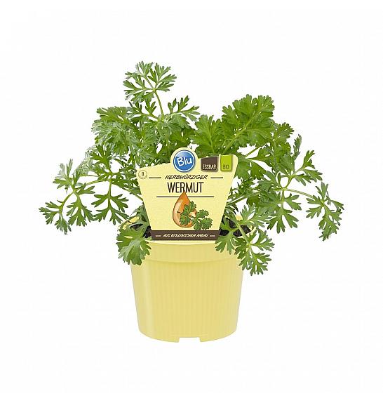 Artemisia absinthium; Pelin; Ø12;700788;BLU