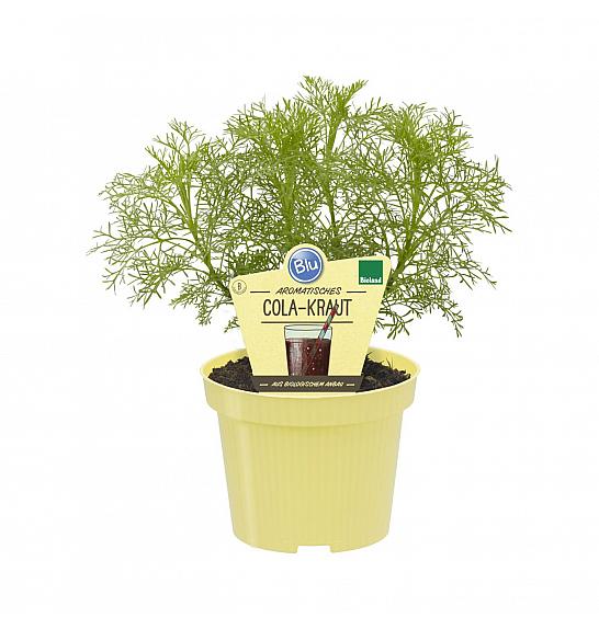 AROMA BLU Artemisia abrotanum