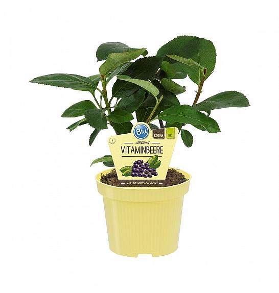 Aronia melanocarpa Rubina; Aronija; Ø12;700023;PLAVA