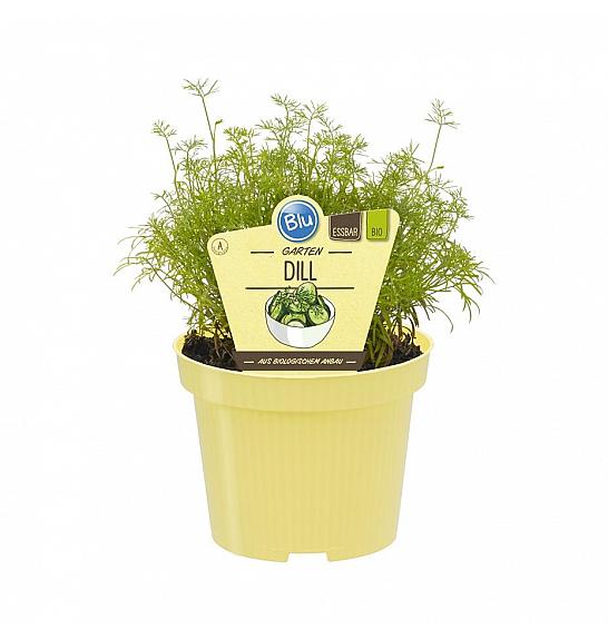 Anethum graveolens; Navadni koper; Ø12;700140;BLU