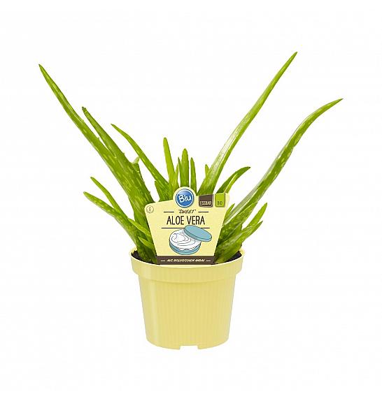 Aloe vera barbadensis Miller; Sladka aloja; Ø12;700036;BLU