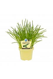 Allium schoenoprasum; Drobnjak; Ø12;700170;BLU