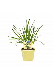 Allium Hybride ; Vrtni česen; Ø12;700095;BLU