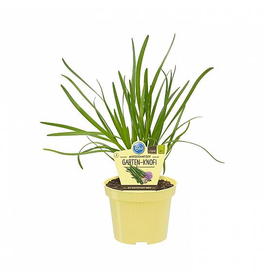 Allium Hybride ; Vrtni česen; Ø12;700095;BLU