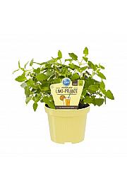 Agastache mexicana; Mehiški ožep; Ø12;700432;BLU