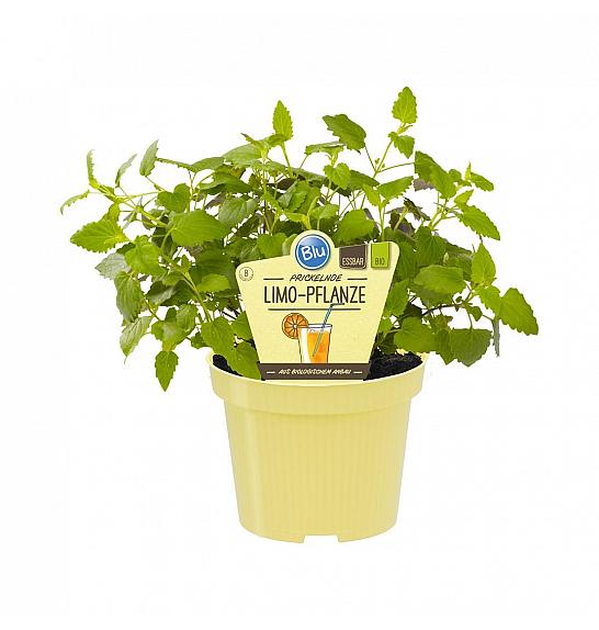 Agastache mexicana; Mehiški ožep; Ø12;700432;BLU