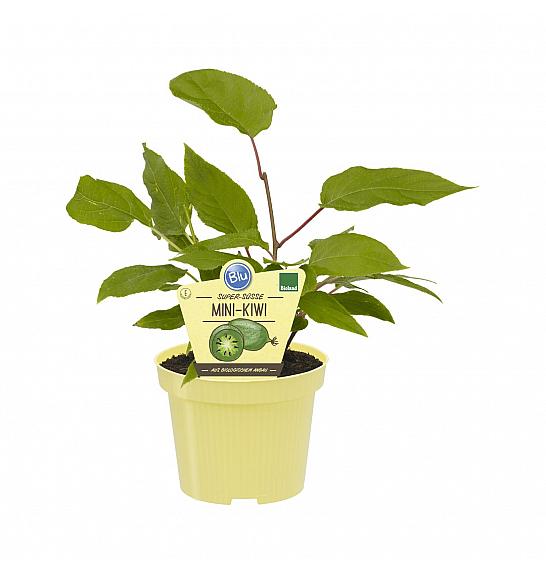 Actinidia arguta Issai; Kiwi Issai; Ø12;700033;BLU