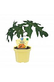 Carica papaya; Papaja; Ø12; 708007; PLAVA
