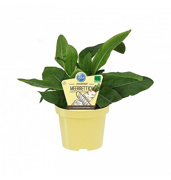 Armoracia rusticana; Navadni hren; Ø12;700197;BLU