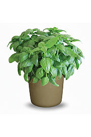 Dišavnice BAZILIKA SWEET/GENOVESE Ø10,5