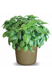 Mirisne lampe BASIL SWEET/GENOVESE Ø10.5