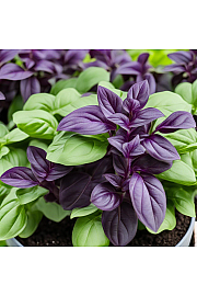 MIX BOSILJKA (crveni i zeleni list) Ø10.5