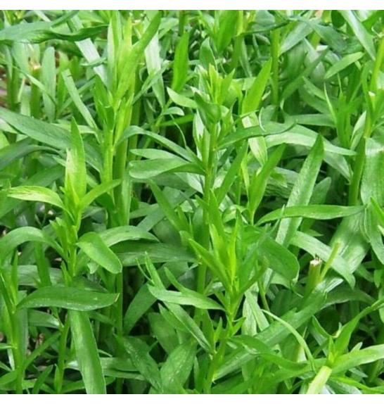 Dišavnice Artemisia dracunculus French Tarragon Ø10,5