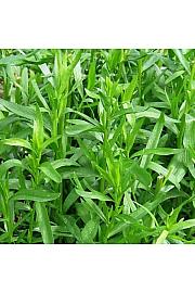 Mirisi Artemisia dracunculus francuski estragon Ø10.5