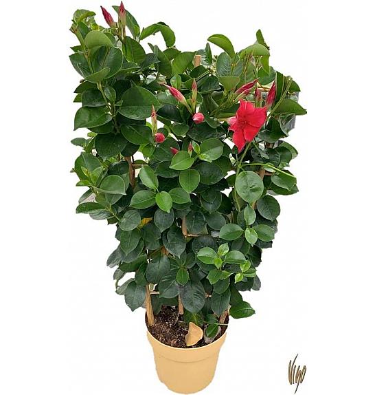 Dipladenia Sundaville Ø17 špalir