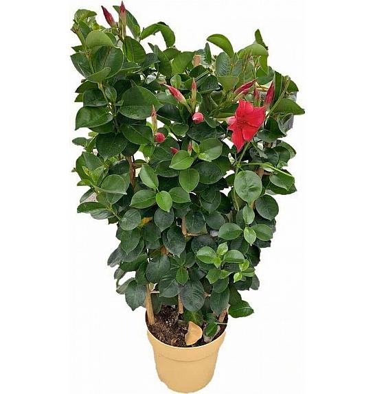 Dipladenia Sundaville Ø17 špalir