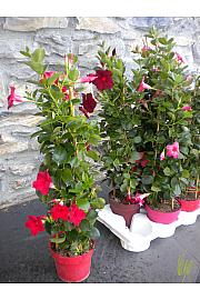 Dipladenia Sundaville/Diamantina Ø17 piramida