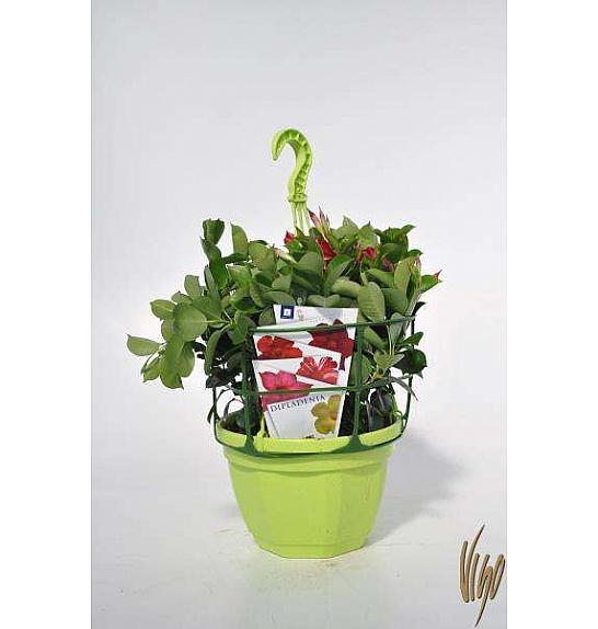 Dipladenia Sundaville Ø23 privjesak