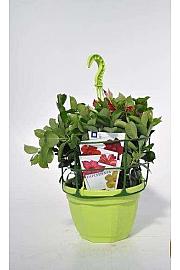 Dipladenia Sundaville Ø23 obešanka