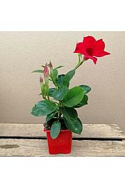 Dipladenia Variety Mix Tropical Coast Ø7