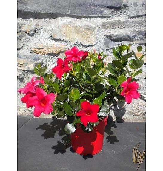 Dipladenia Mandevilla/Sundaville Ø14
