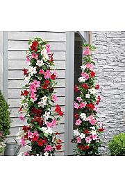 Dipladenia Mandeville Fushion Bloom Selection Ø17