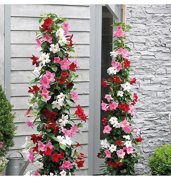 Dipladenia Mandeville Fushion Bloom Selection Ø17