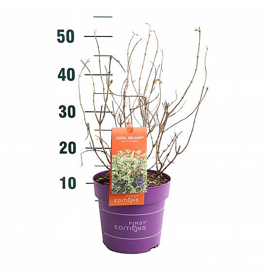 Diervilla sess Cool Splash® C3 Lit. 35-55 cm