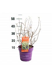 Diervilla sjenica Cool Splash® C3 Lit. 35-55 cm