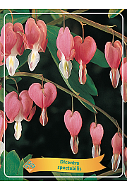 Dicentra spectabilis Ø11