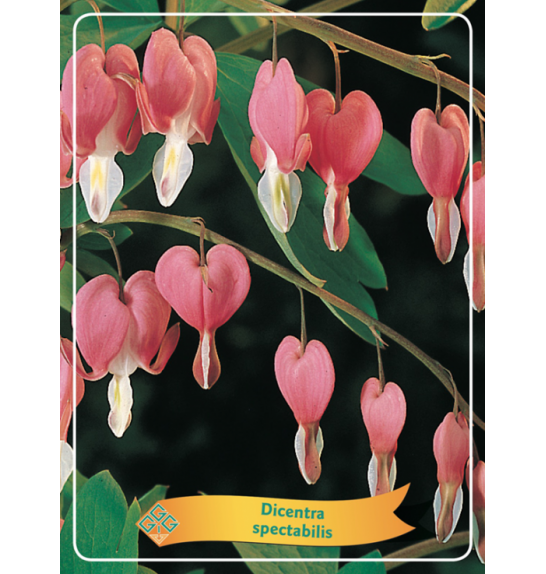 Dicentra spectabilis Ø11