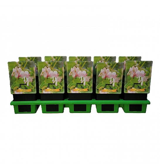 Dicentra spectabilis Cupid Ø11